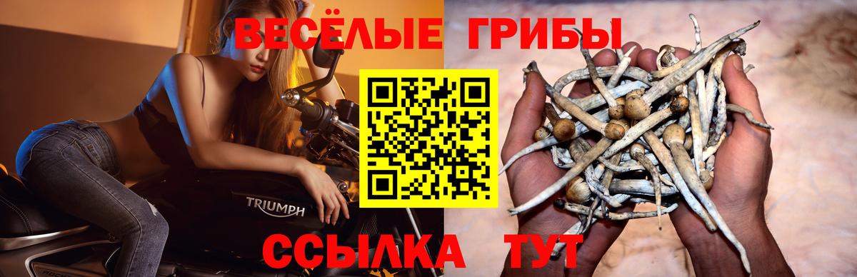 Галлюциногенные грибы Cubensis Новокубанск